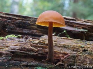 Gymnopilus picreus