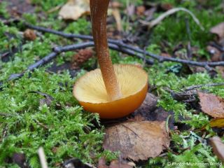 Gymnopilus picreus