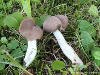 Helvella elastica