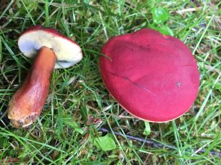 Hortiboletus rubellus
