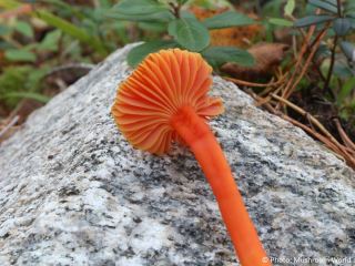 Hygrocybe cantharellus