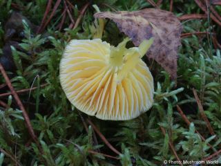 Hygrocybe ceracea