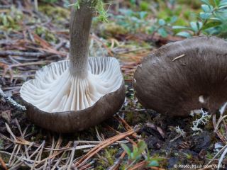 Hygrophorus camarophyllus