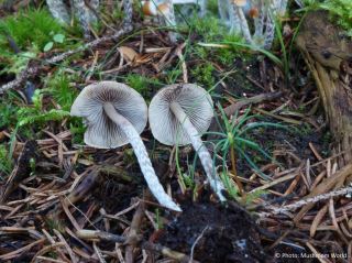 Hypholoma marginatum