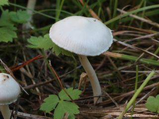 Inocybe geophylla