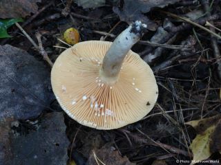 Lactarius pyrogalus