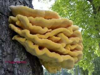 Laetiporus sulphureus