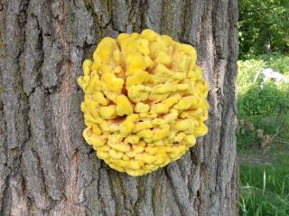 Laetiporus sulphureus