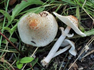Lepiota cristata