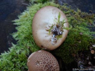 Lycoperdon pyriforme