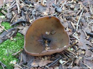Peziza phyllogena