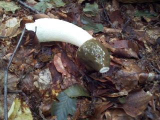 Phallus impudicus