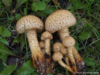  Pholiota squarrosa