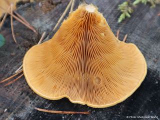 Phyllotopsis nidulans