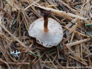 Polyporus brumalis