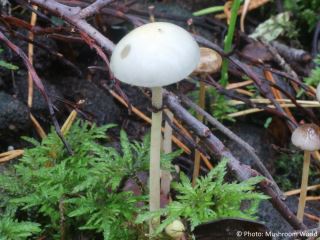Protostropharia alcis