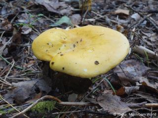 Russula claroflava