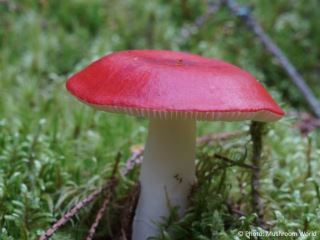 Russula emetica