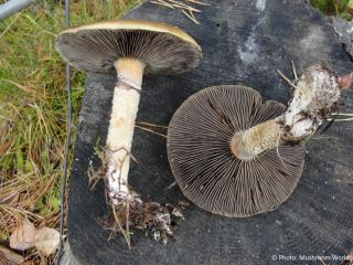 Stropharia hornemannii