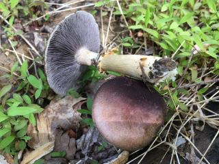 Stropharia rugosoannulata