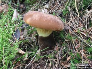 Tapinella atrotomentosa