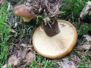 Tapinella atrotomentosa