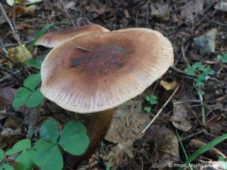 Tricholoma fulvum