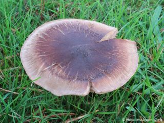 Tricholoma imbricatum