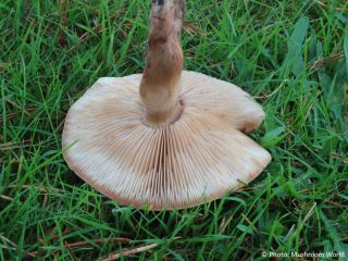 Tricholoma imbricatum