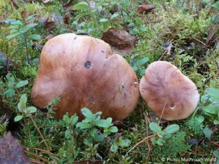 Tricholoma pessundatum