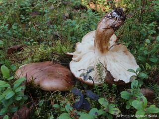 Tricholoma pessundatum