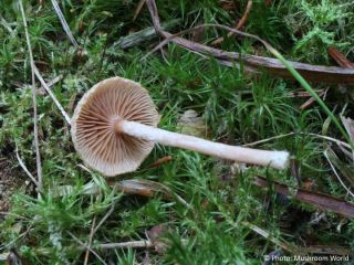 Tubaria conspersa
