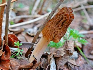 Verpa bohemica
