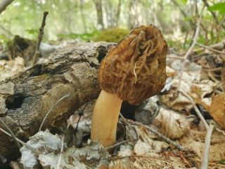 Verpa bohemica